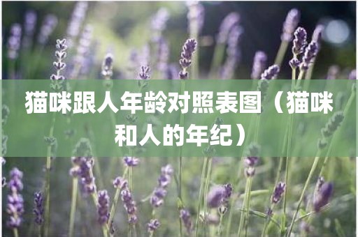 猫咪跟人年龄对照表图（猫咪和人的年纪）