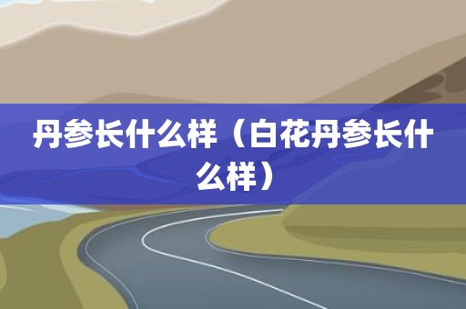 丹参长什么样（白花丹参长什么样）