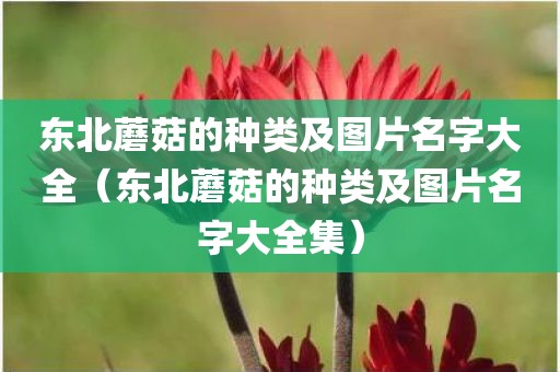 东北蘑菇的种类及图片名字大全（东北蘑菇的种类及图片名字大全集）