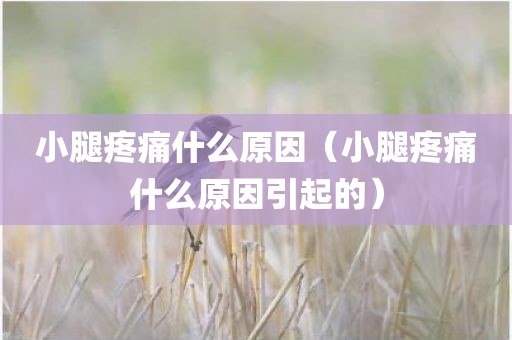 小腿疼痛什么原因（小腿疼痛什么原因引起的）