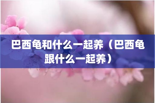 巴西龟和什么一起养（巴西龟跟什么一起养）