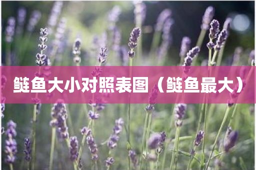 鲢鱼大小对照表图（鲢鱼最大）