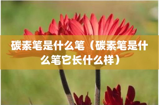 碳素笔是什么笔（碳素笔是什么笔它长什么样）