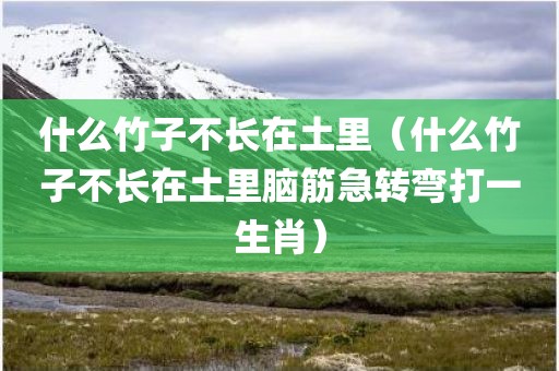 什么竹子不长在土里（什么竹子不长在土里脑筋急转弯打一生肖）