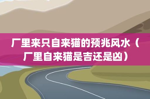 厂里来只自来猫的预兆风水(厂里自来猫是吉还是凶) 厂里来只自来猫的预兆风水(厂里自来猫是吉还是凶)