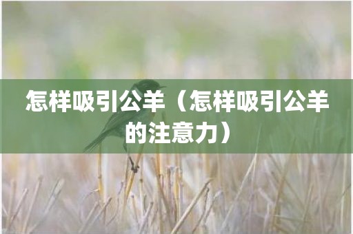 怎样吸引公羊（怎样吸引公羊的注意力）