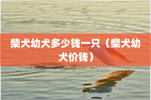 柴犬幼犬多少钱一只（柴犬幼犬价钱）