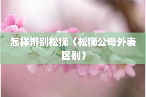 怎样辨别松狮（松狮公母外表区别）