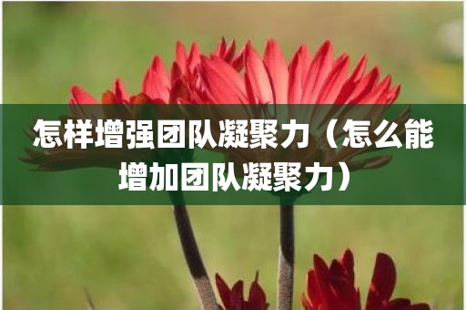 怎样增强团队凝聚力（怎么能增加团队凝聚力）