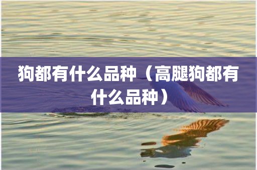 狗都有什么品种（高腿狗都有什么品种）