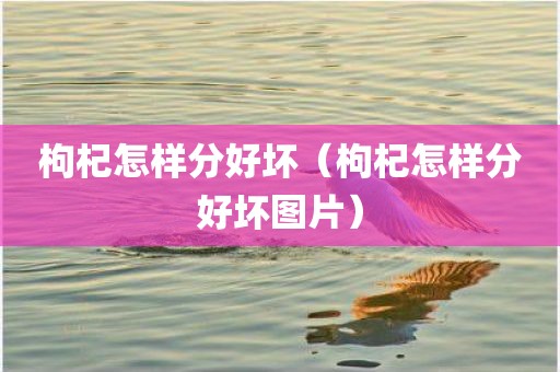 枸杞怎样分好坏（枸杞怎样分好坏图片）