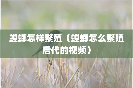 螳螂怎样繁殖(螳螂怎么繁殖后代的视频) 螳螂怎样繁殖(螳螂怎么繁殖后代的视频)