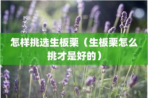 怎样挑选生板栗(生板栗怎么挑才是好的)
