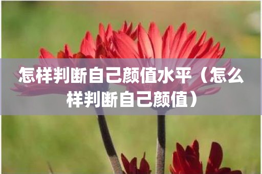 怎样判断自己颜值水平（怎么样判断自己颜值）