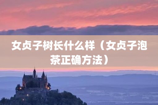 女贞子树长什么样（女贞子泡茶正确方法）