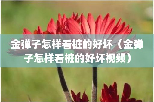 金弹子怎样看桩的好坏（金弹子怎样看桩的好坏视频）