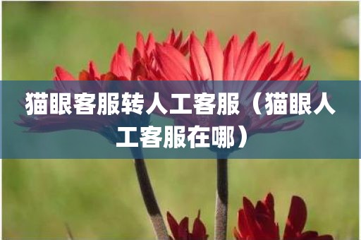 猫眼客服转人工客服（猫眼人工客服在哪）