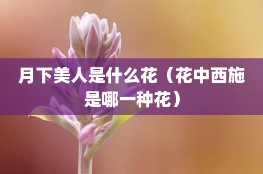 月下美人是什么花（花中西施是哪一种花）