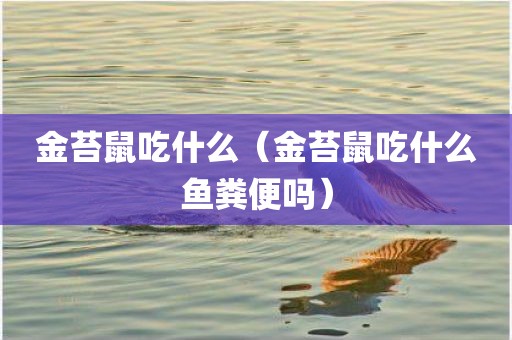 金苔鼠吃什么（金苔鼠吃什么鱼粪便吗）