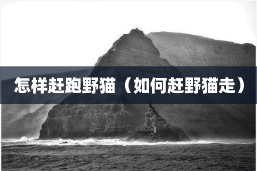 怎样赶跑野猫（如何赶野猫走）