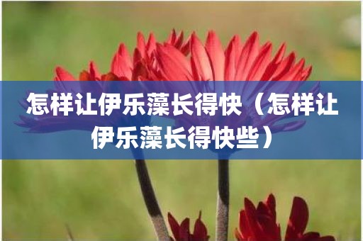怎样让伊乐藻长得快（怎样让伊乐藻长得快些）