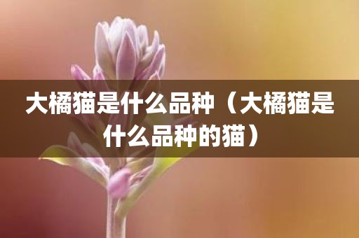 大橘猫是什么品种（大橘猫是什么品种的猫）