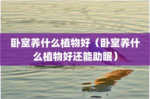 卧室养什么植物好（卧室养什么植物好还能助眠）