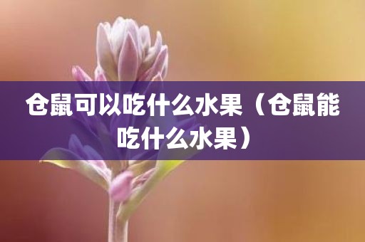 仓鼠可以吃什么水果（仓鼠能吃什么水果）