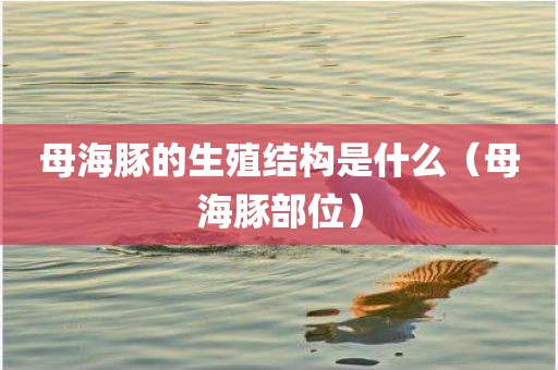 母海豚的生殖结构是什么（母海豚部位）