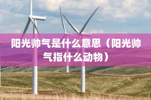 阳光帅气是什么意思（阳光帅气指什么动物）