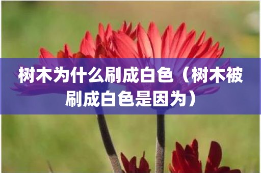树木为什么刷成白色(树木被刷成白色是因为)