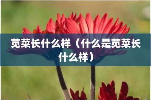 苋菜长什么样(什么是苋菜长什么样)