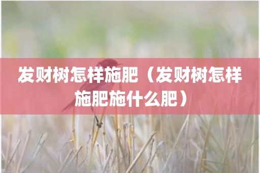 发财树怎样施肥（发财树怎样施肥施什么肥）