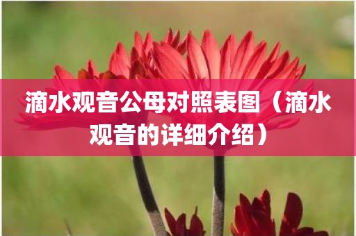 滴水观音公母对照表图（滴水观音的详细介绍）