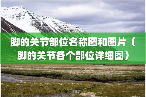 脚的关节部位名称图和图片(脚的关节各个部位详细图) 脚的关节部位名称图和图片(脚的关节各个部位详细图)
