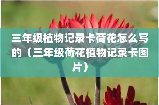 三年级植物记录卡荷花怎么写的（三年级荷花植物记录卡图片）