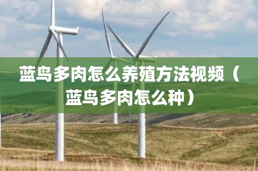 蓝鸟多肉怎么养殖方法视频（蓝鸟多肉怎么种）