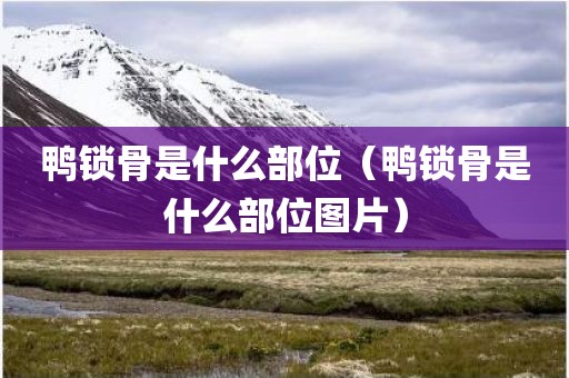 鸭锁骨是什么部位（鸭锁骨是什么部位图片）