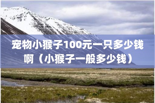 宠物小猴子100元一只多少钱啊（小猴子一般多少钱）