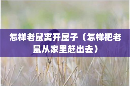 怎样老鼠离开屋子（怎样把老鼠从家里赶出去）