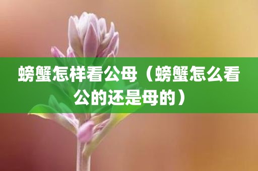 螃蟹怎样看公母（螃蟹怎么看公的还是母的）