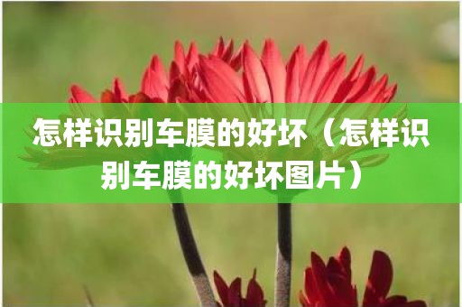 怎样识别车膜的好坏（怎样识别车膜的好坏图片）