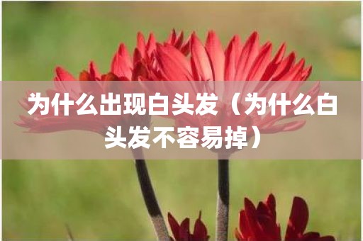 为什么出现白头发（为什么白头发不容易掉）