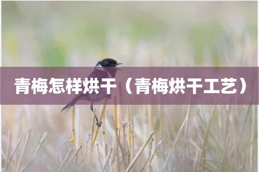 青梅怎样烘干（青梅烘干工艺）
