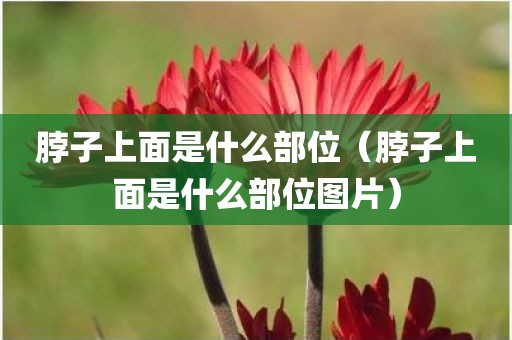 脖子上面是什么部位（脖子上面是什么部位图片）
