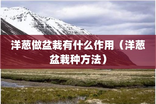 洋葱做盆栽有什么作用(洋葱盆栽种方法)