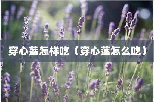 穿心莲怎样吃（穿心莲怎么吃）