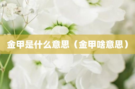 金甲是什么意思（金甲啥意思）