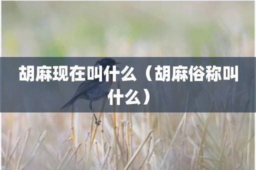 胡麻现在叫什么（胡麻俗称叫什么）