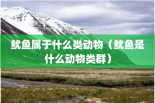 鱿鱼属于什么类动物（鱿鱼是什么动物类群）